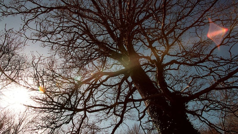 Trees are an increasingly popular investment option, from small woodland plots to commercial forestry