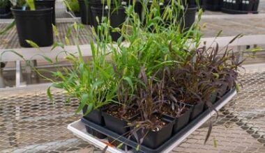 Researchers Develop New Tools to Turn Grain Crops into Biosensors