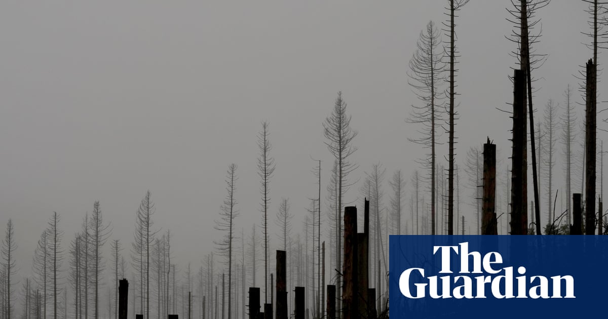 Germany’s dying forests are losing their ability to absorb CO2. Can a new way of planting save them? | Germany