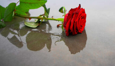 Limerick lady who died in house fire named locally