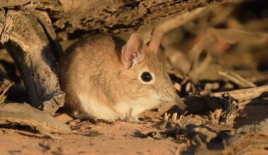Scientists use digital footprints to track elusive small mammals | National