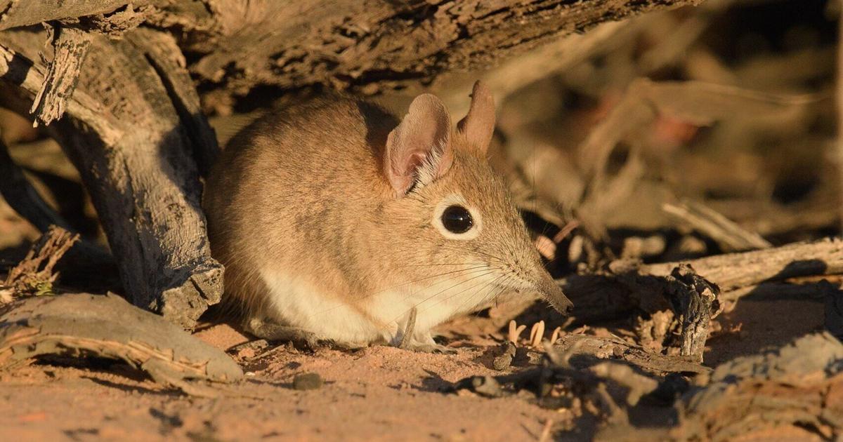 Scientists use digital footprints to track elusive small mammals | National