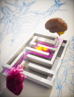 New Research Connects Heart Attacks to Brain, Nervous and Immune Systems