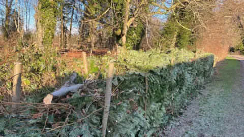 Scampston Hall Christmas tree branches are piled up between wooden posts to form a dead hedge between a woodland and a path