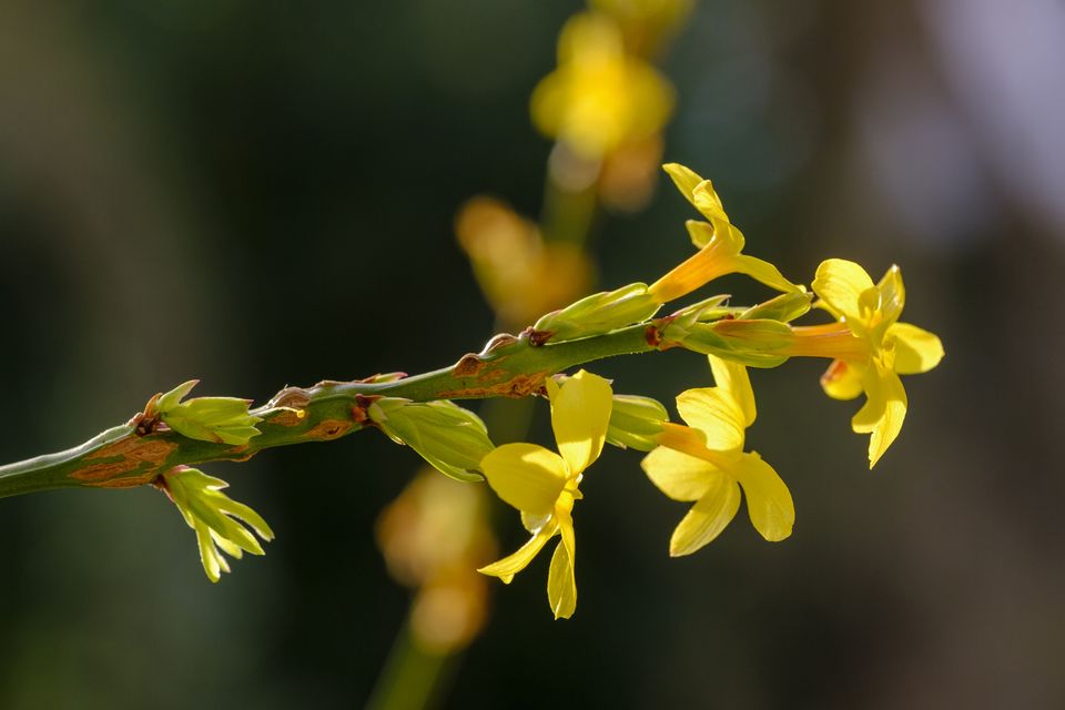 Jasminum nudiflorum (Winter jasmine)