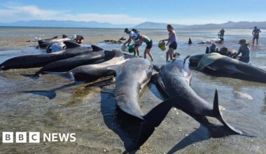 Six whales die after mass stranding on remote beach