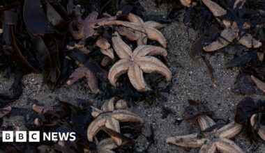 Mystery over mass stranding of thousands of starfish on Edinburgh beach