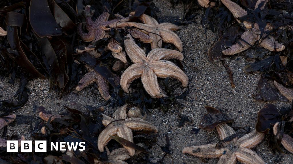 Mystery over mass stranding of thousands of starfish on Edinburgh beach