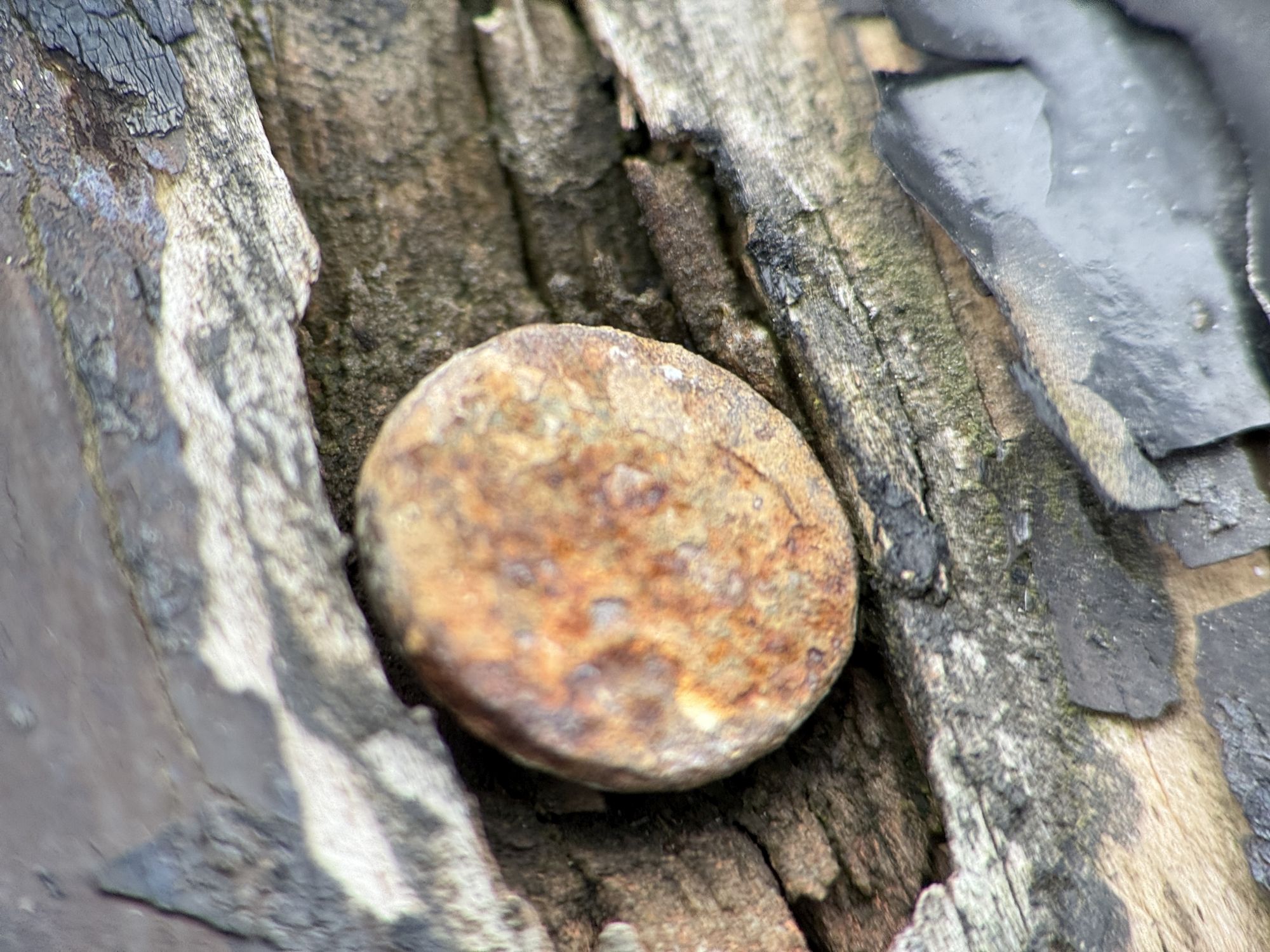 Shiftcam 240mm Super Zoom Tele macro sample.