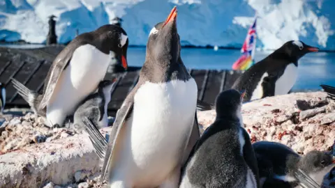 Pete Watson/UKAHT Penguins in the sunshine with the sea and icebergs behind them. Baby chicks can be seen too.
