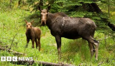Project aiming to return elk to UK moves forward