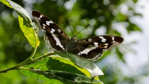 PA Media A butterfly perched on a green leaf. It has long antennae and brown, orange and white patterns on its wings.