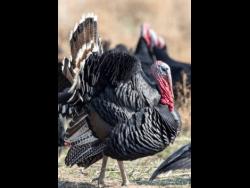 Big demand for ducks and turkeys | News