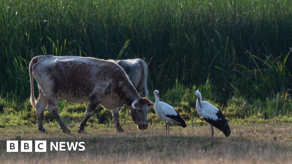 Knepp sees surge in biodiversity since start of rewilding scheme