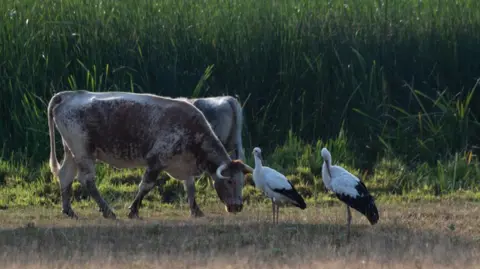 PA Media Two cows with white horns grazing un some scrubland, with tall, green grass behind them. Two storks are stood next to the cows.