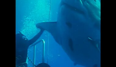 Deep Blue, largest great white shark on record, back in spotlight