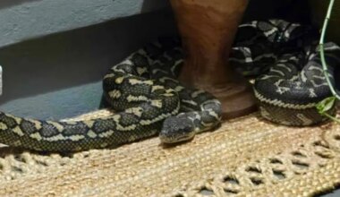 Woman awakes to find python on her chest; her reaction is unusual