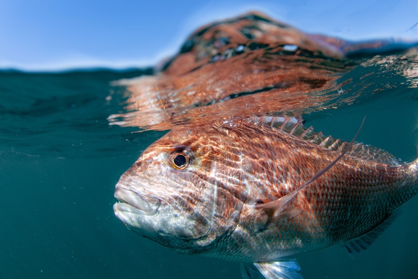 A pink fish swims near the surface of the water.