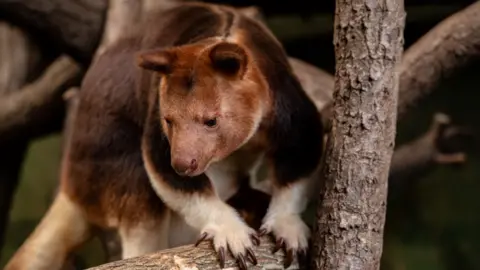Chester Zoo Kitawa is a fully grown Goodfellow's tree kangaroo and has orange and brown fur with white fur legs and brown claws and is in a tree.