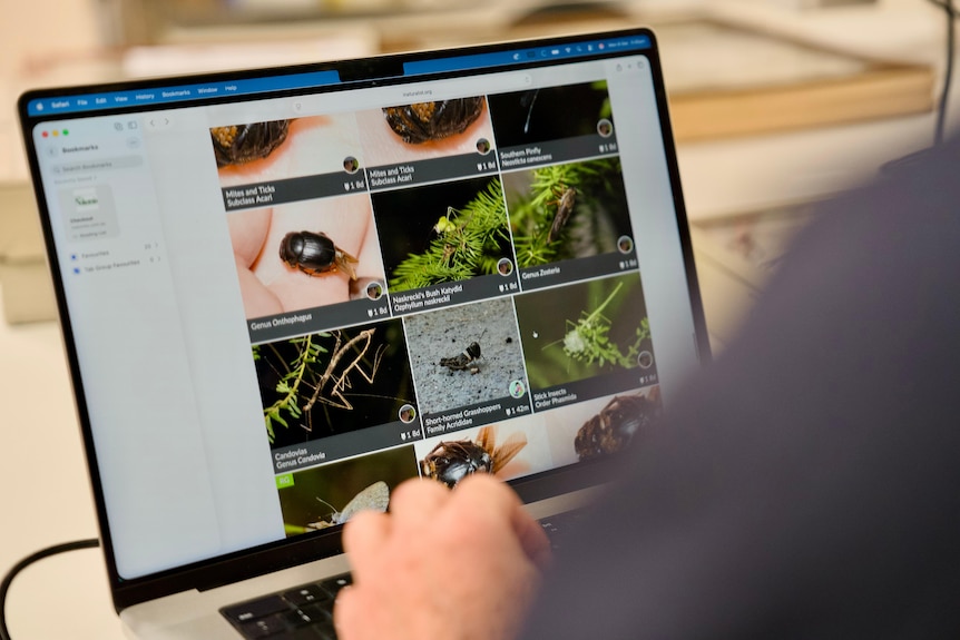 A computer screen with multiple photos of insects on it.