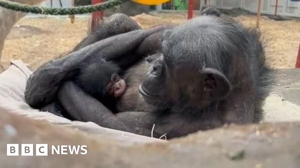 Baby chimp doing 'really well' at Colchester Zoo