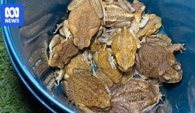 This toad busting group is determined to take back Magnetic Island