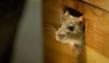 Mice droppings among reasons for closure orders issued to food businesses last month