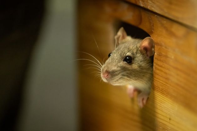 Mice droppings among reasons for closure orders issued to food businesses last month