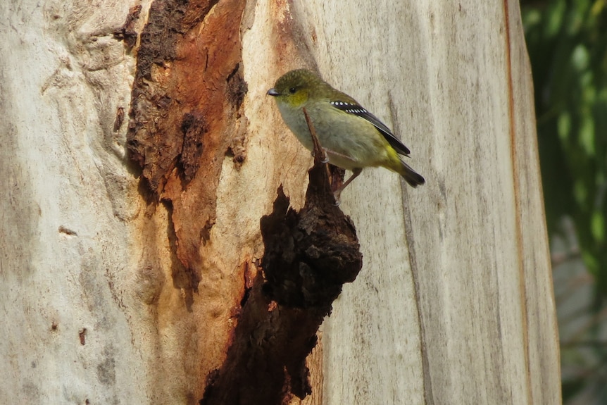 Forty spotted pardalote perched on a white gum tree.