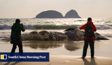 Discovery of badly decomposed whale carcass on Sai Kung beach triggers probe