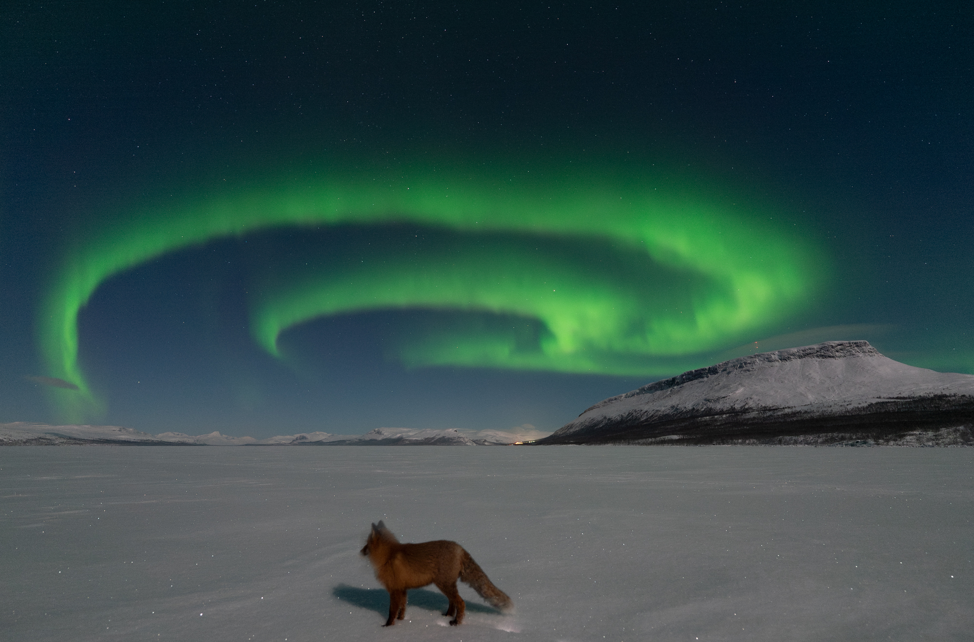 a fox stands under a swirling green northern lights display in the sky above.