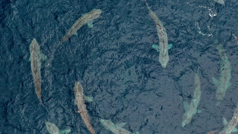 Circling basking sharks photographed from a drone off Co Clare. Photograph: Simon Berrow