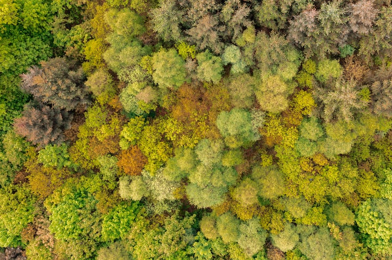 Mixed forestry: Supports available under the afforestation scheme include grants and annual payments, depending on the type of tree grown. Photograph: iStock