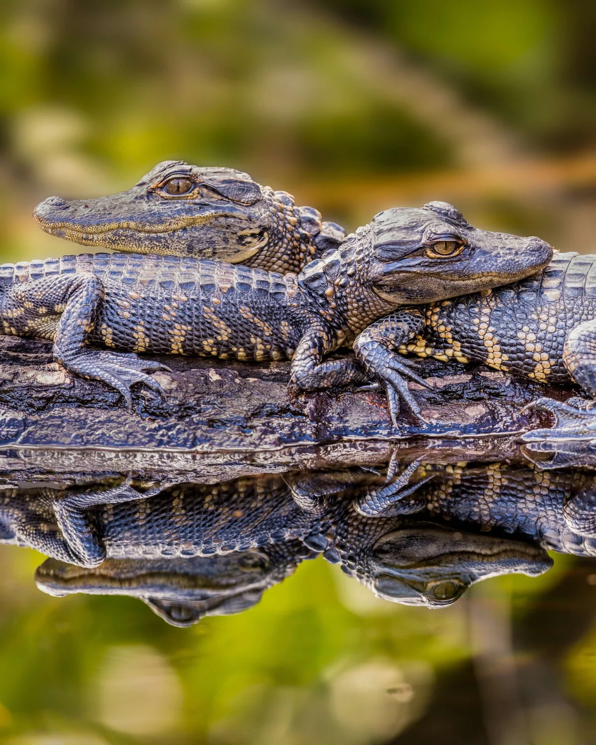 Alligator hatchlings