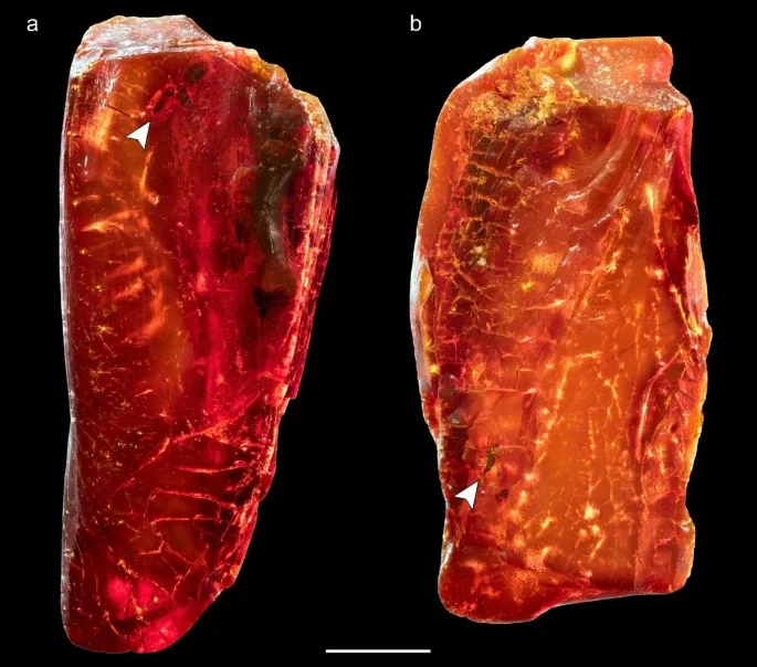 Amber piece