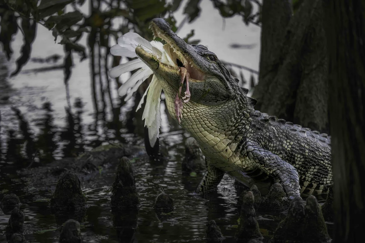 American alligator eating a white ibis