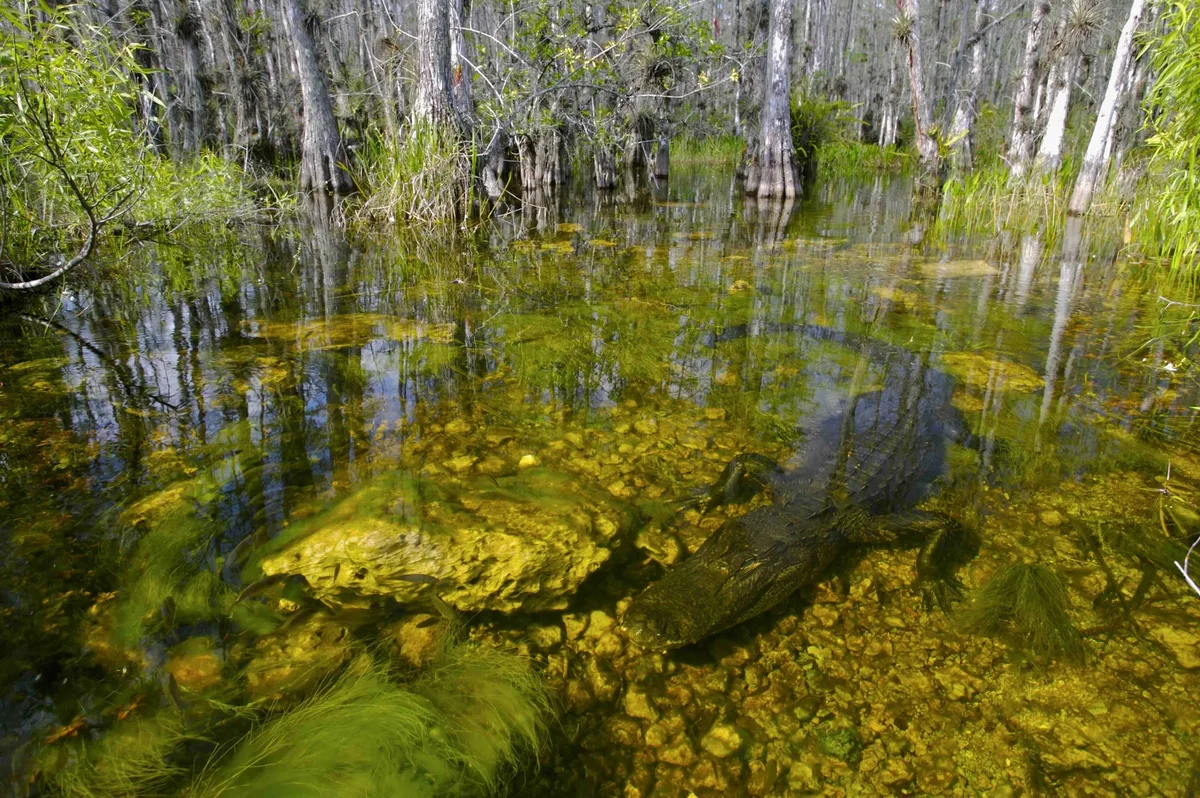 American alligator in Florida