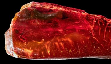 Ant in amber