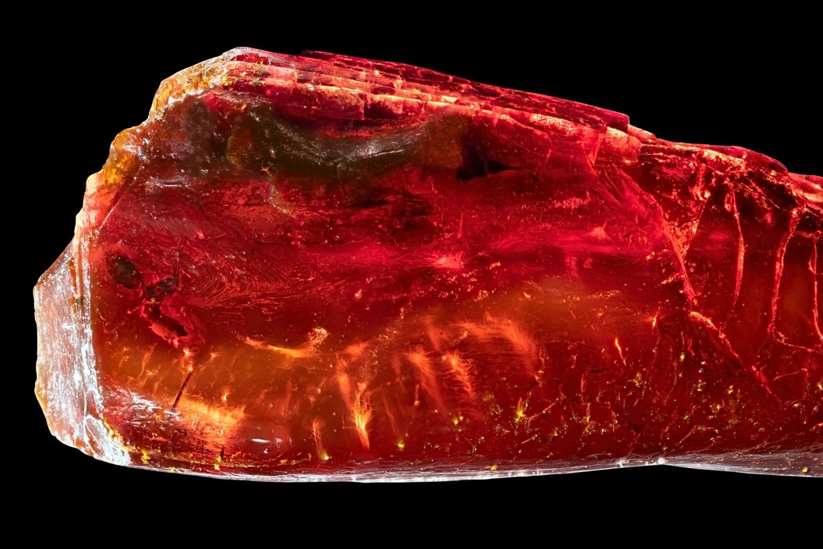 Ant in amber