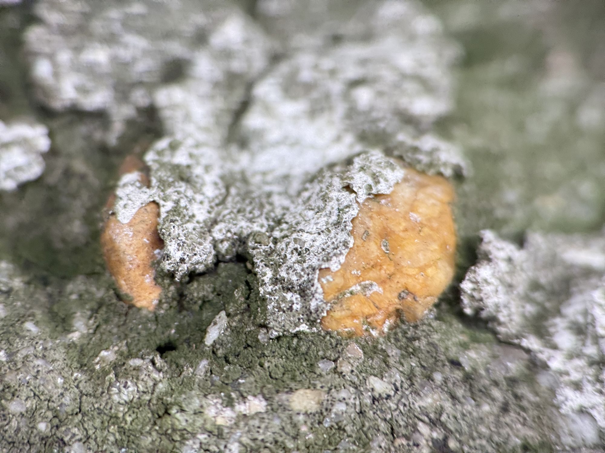 Shiftcam 240mm Super Zoom Tele macro sample.