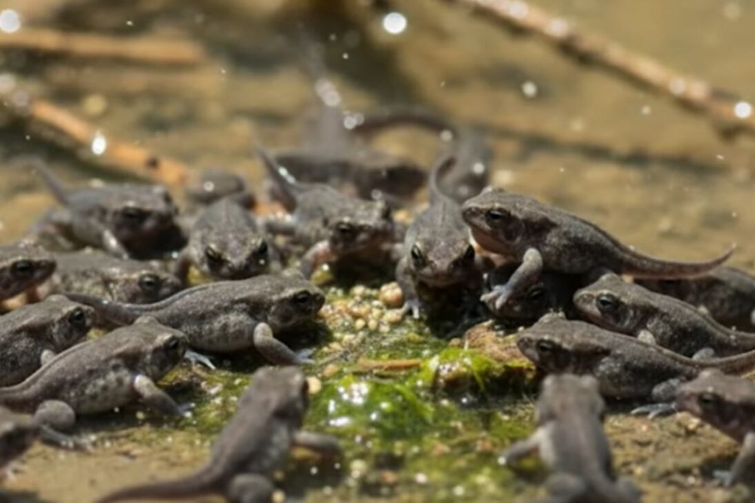 Australia: Releasing frogs to save crops spread cane toad; tadpole cannibalism becomes a strategy against the pest.