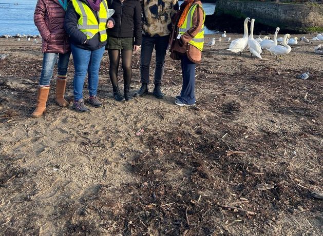 ‘Multi-stakeholder approach’ needed to safeguard swans at Wicklow sanctuary