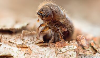 Beetles turn tree defenses into weapons - but fungi fight back