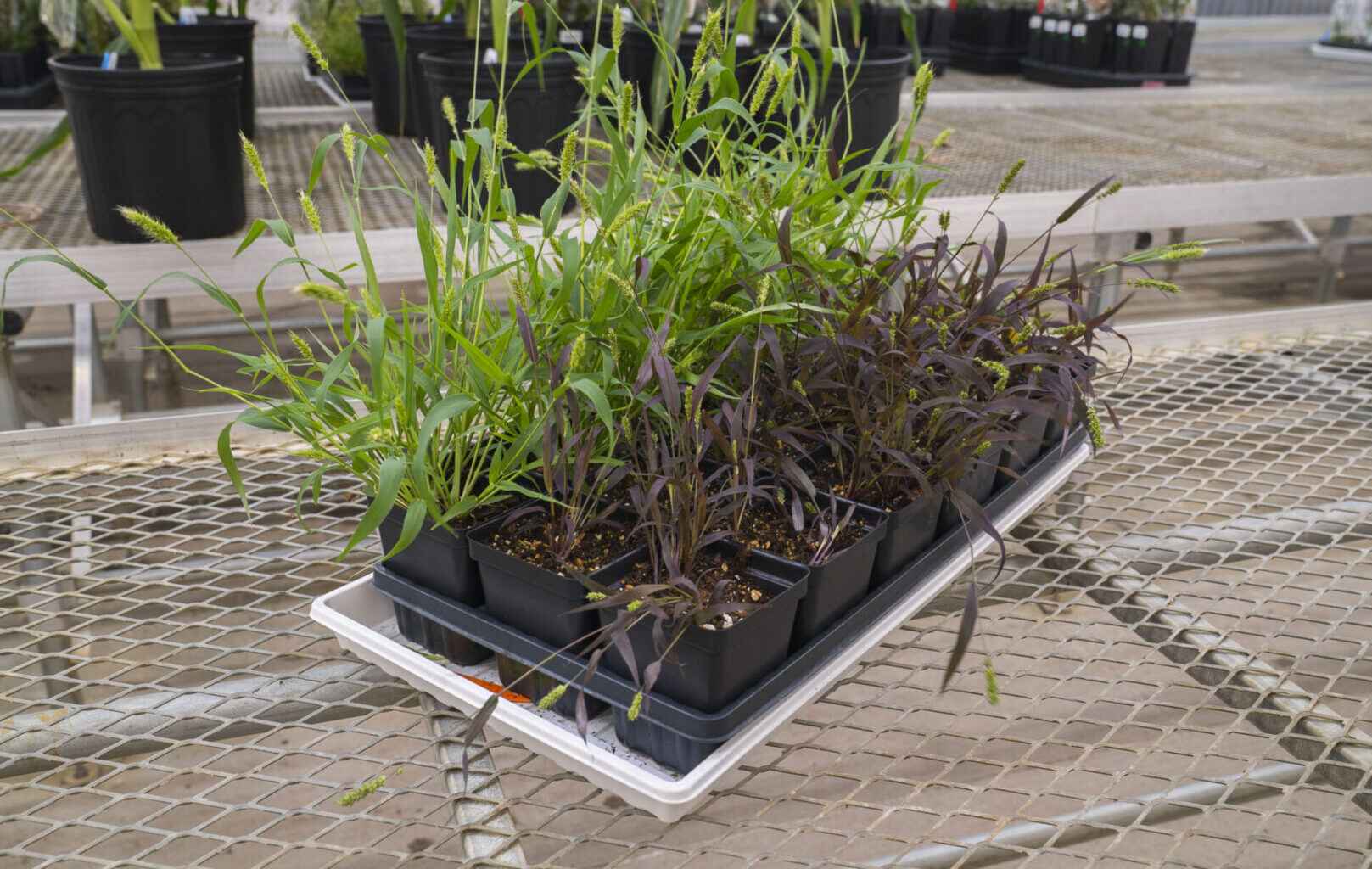 Researchers Develop New Tools to Turn Grain Crops into Biosensors