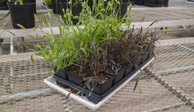 Researchers Develop New Tools to Turn Grain Crops into Biosensors