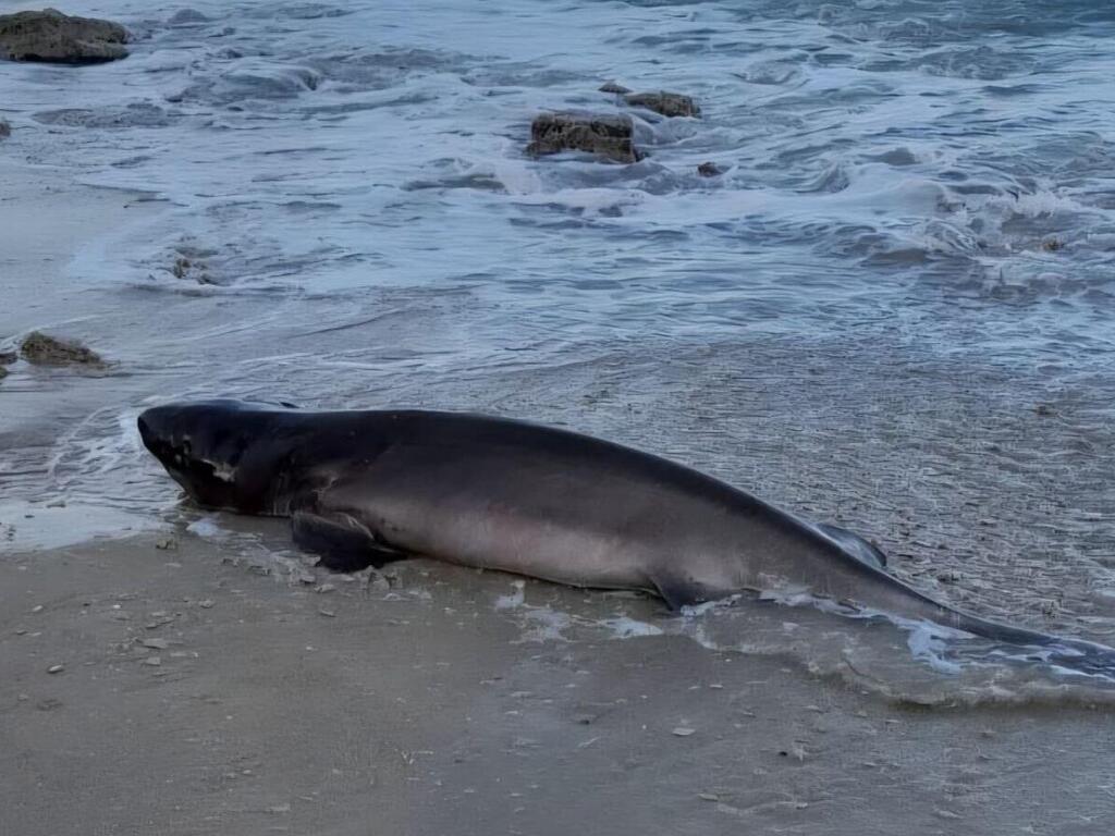 The species was last seen in Israel in 2012 (Photo: Uri Yosef) כריש שש-זים אפור בחוף שושנת העמקים בנתניה