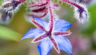 Old herbal remedy moves from folklore to facts