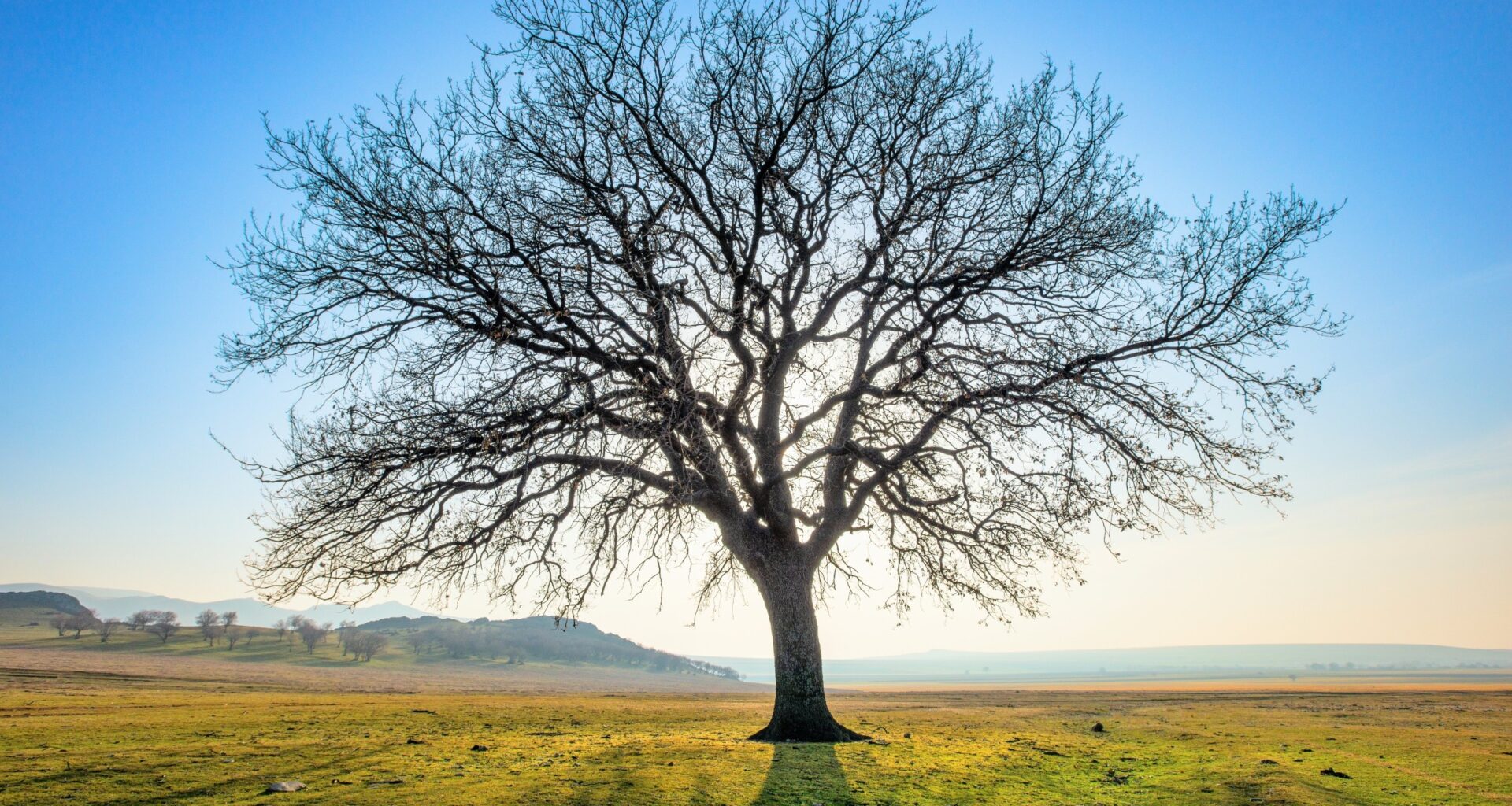 From neurons to trees, branching networks follow the same rule