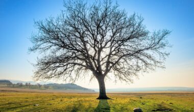 From neurons to trees, branching networks follow the same rule