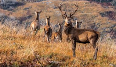 Reintroducing wolves and giving contraceptives to deer among ideas for wildlife legislation – The Irish Times